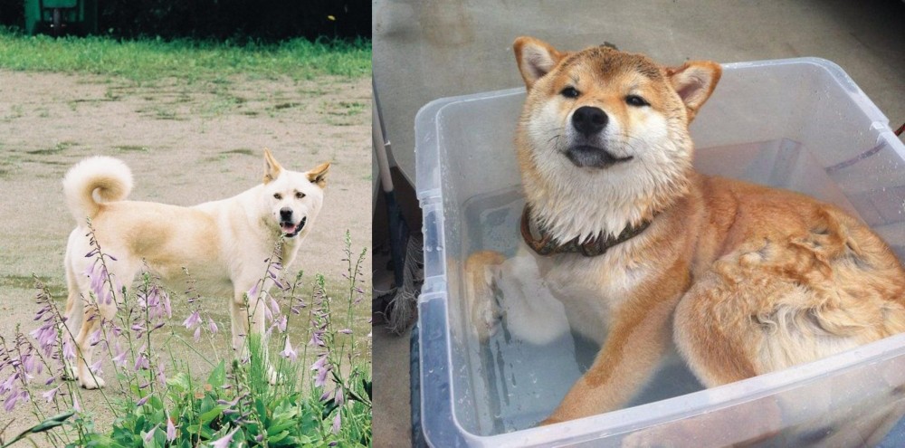 Shiba Inu vs Pungsan Dog - Breed Comparison