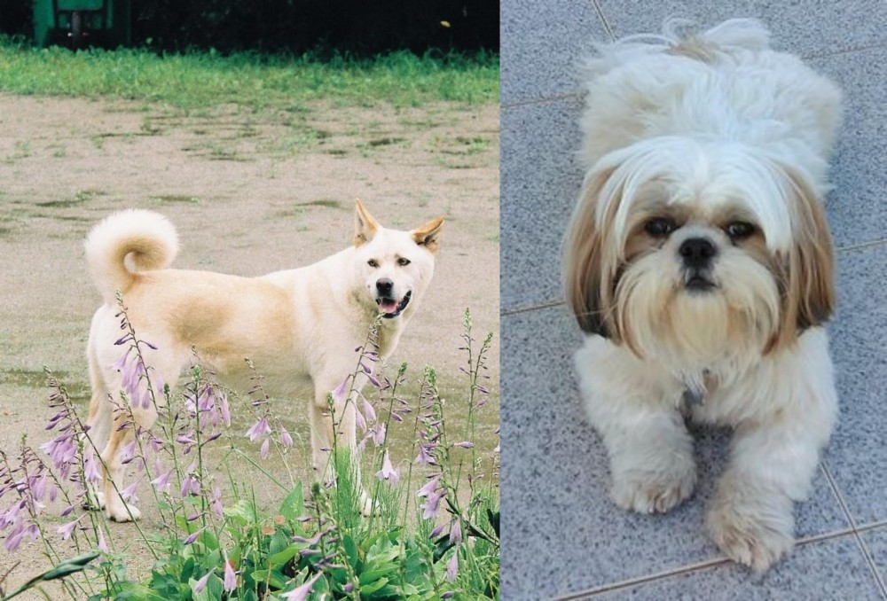 Shih Tzu vs Pungsan Dog - Breed Comparison