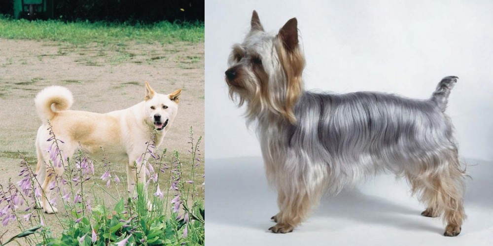Silky Terrier vs Pungsan Dog - Breed Comparison