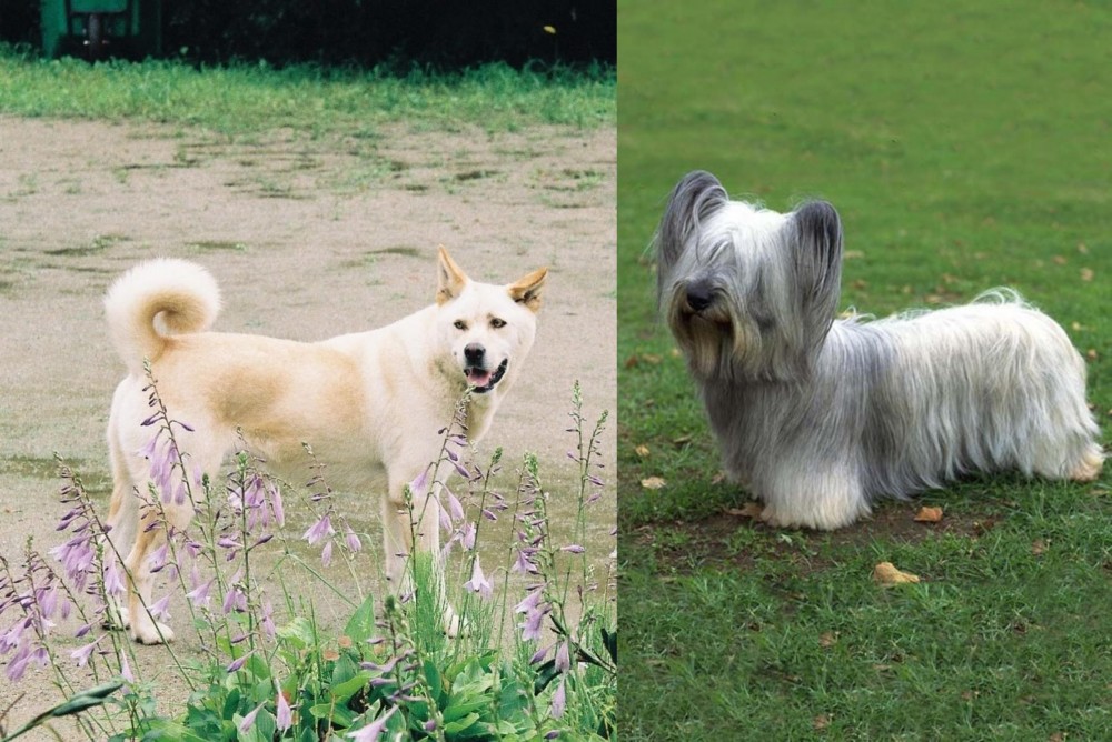 Skye Terrier vs Pungsan Dog - Breed Comparison