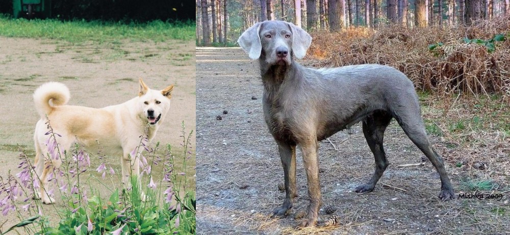 Slovensky Hrubosrsty Stavac vs Pungsan Dog - Breed Comparison