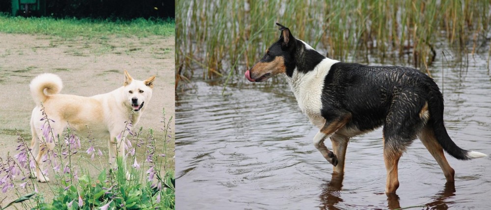 Smooth Collie vs Pungsan Dog - Breed Comparison