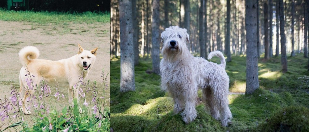 Soft-Coated Wheaten Terrier vs Pungsan Dog - Breed Comparison