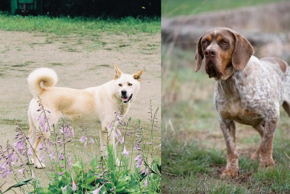 Spanish Pointer vs Pungsan Dog - Breed Comparison