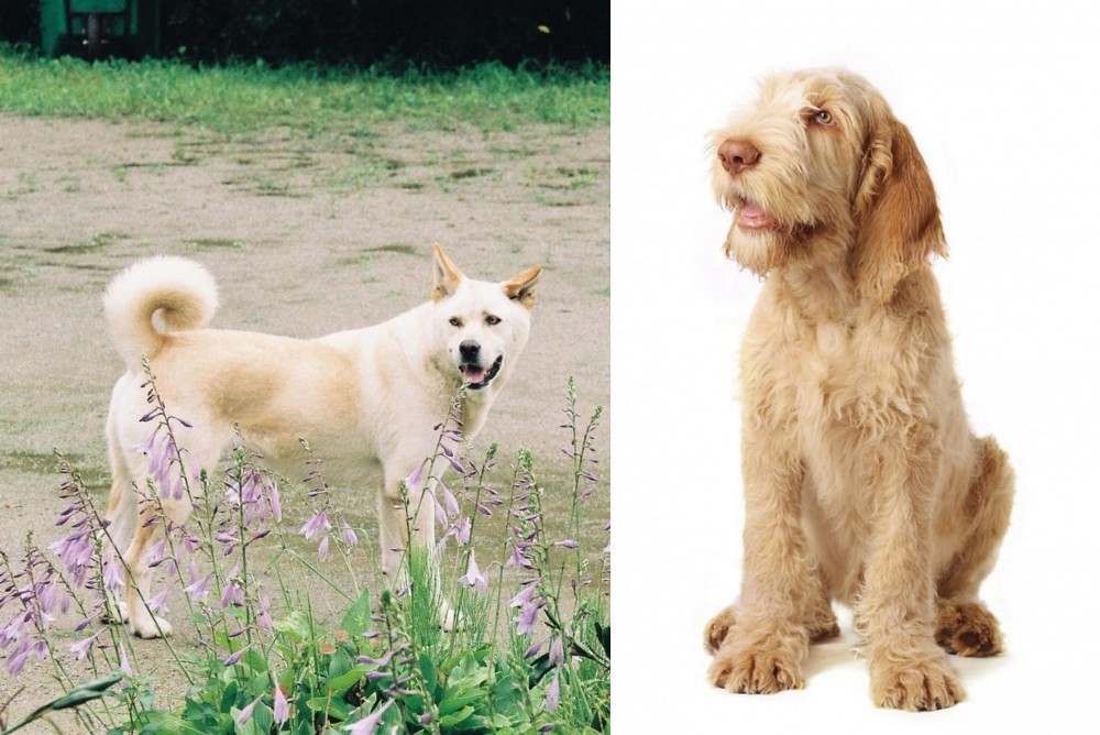 Spinone Italiano vs Pungsan Dog - Breed Comparison