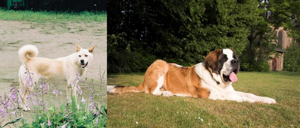 St. Bernard vs Pungsan Dog - Breed Comparison