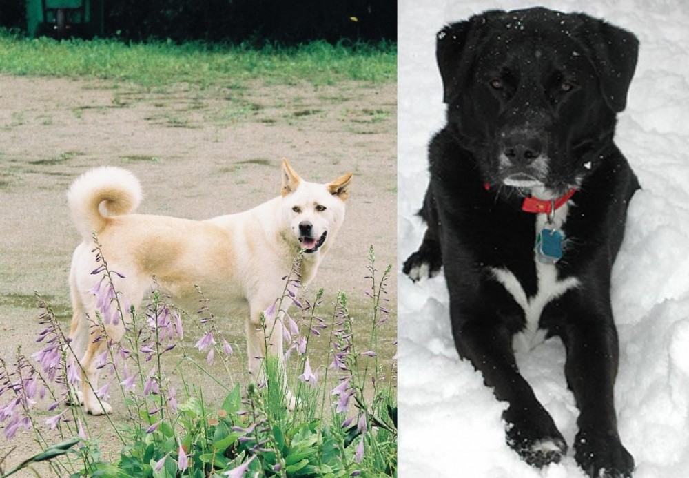 St. John's Water Dog vs Pungsan Dog - Breed Comparison
