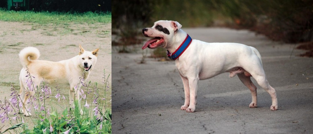 Staffordshire Bull Terrier vs Pungsan Dog - Breed Comparison