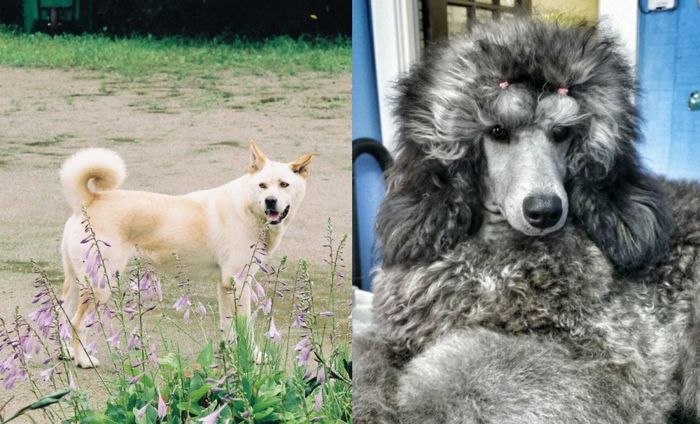 Standard Poodle vs Pungsan Dog - Breed Comparison