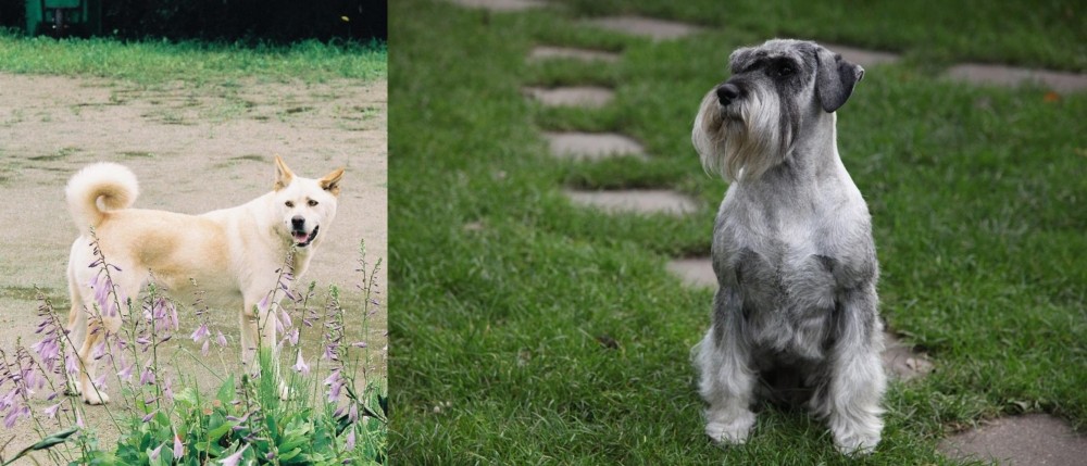 Standard Schnauzer vs Pungsan Dog - Breed Comparison
