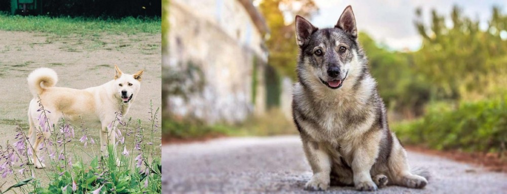 Swedish Vallhund vs Pungsan Dog - Breed Comparison