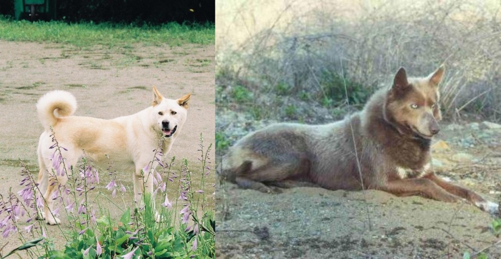 Tahltan Bear Dog vs Pungsan Dog - Breed Comparison