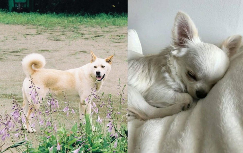 Tea Cup Chihuahua vs Pungsan Dog - Breed Comparison