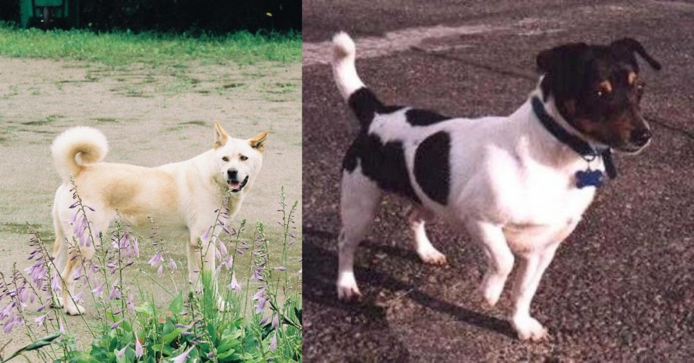 Teddy Roosevelt Terrier vs Pungsan Dog - Breed Comparison