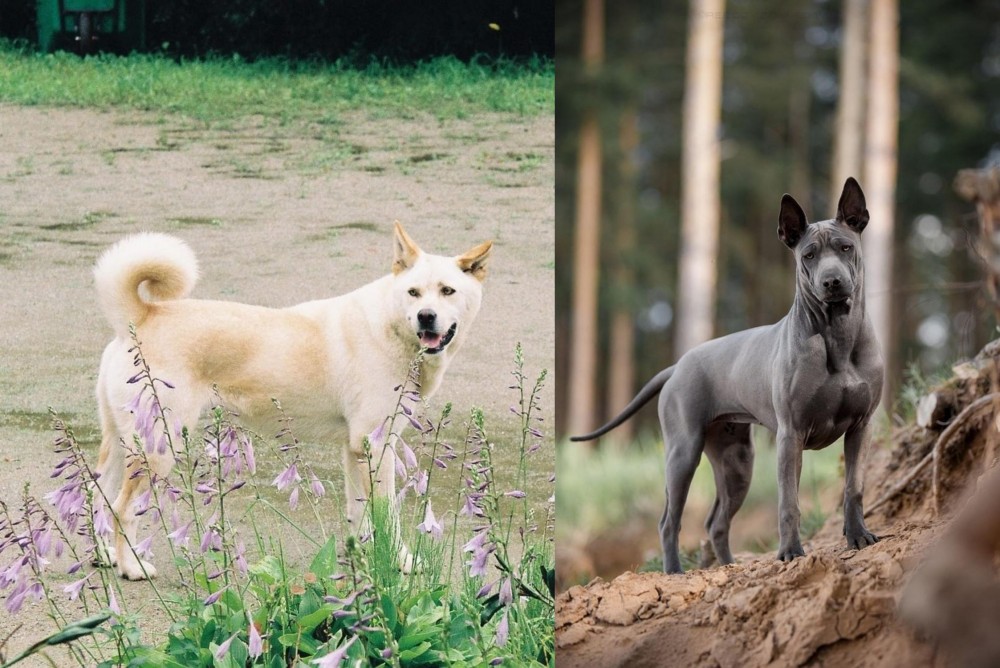 Thai Ridgeback vs Pungsan Dog - Breed Comparison