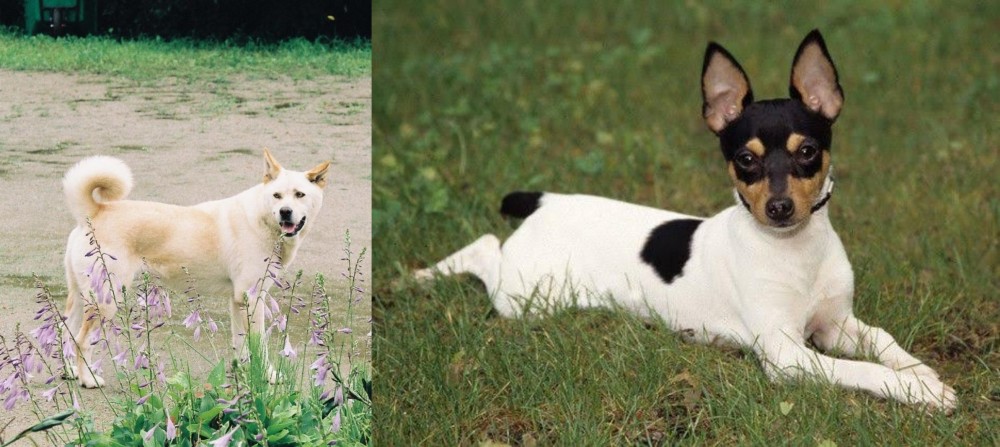 Toy Fox Terrier vs Pungsan Dog - Breed Comparison
