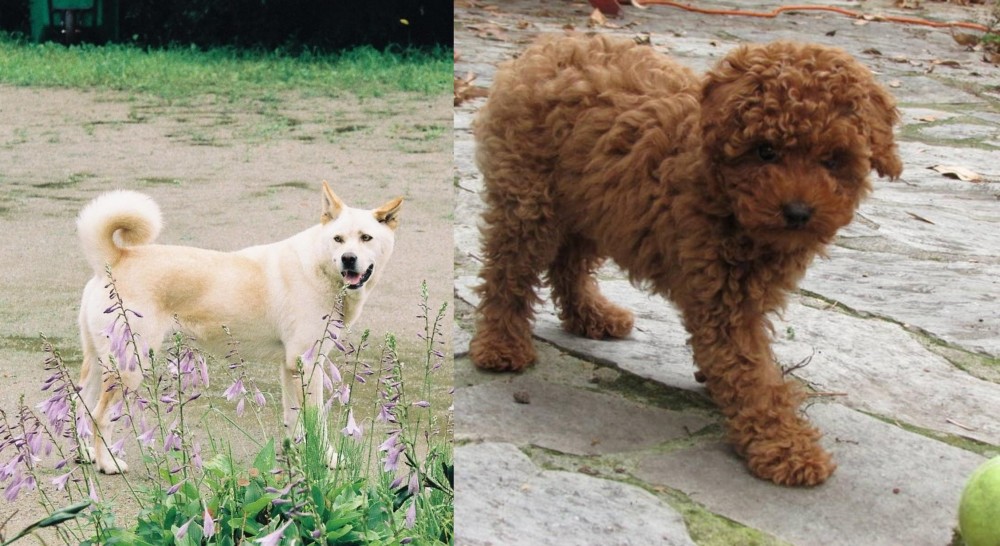 Toy Poodle vs Pungsan Dog - Breed Comparison