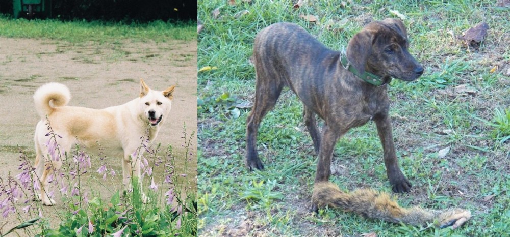 Treeing Cur vs Pungsan Dog - Breed Comparison