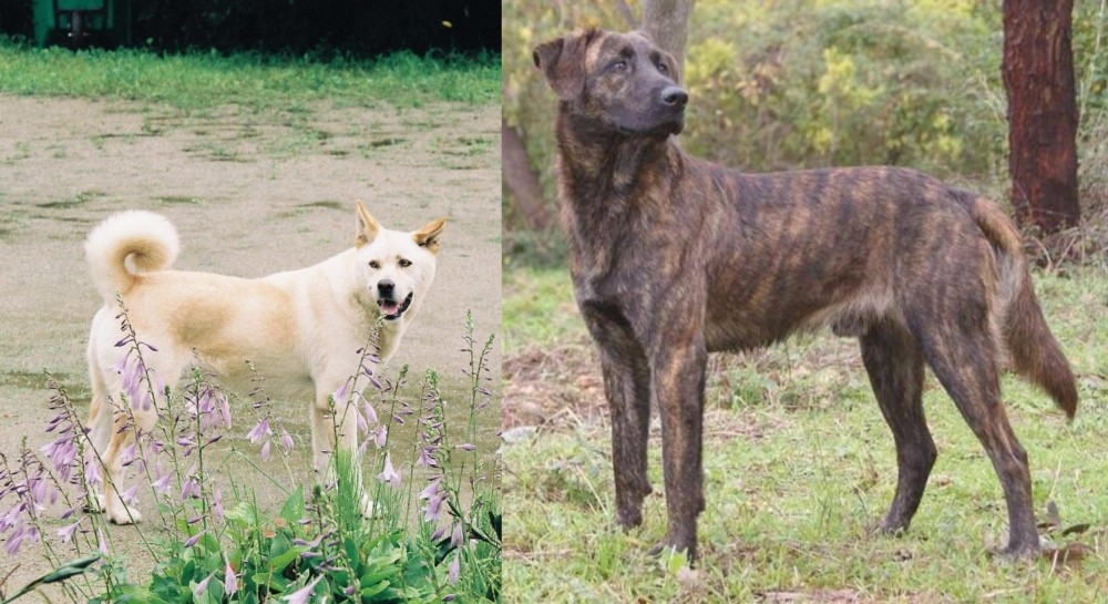 Treeing Tennessee Brindle vs Pungsan Dog - Breed Comparison