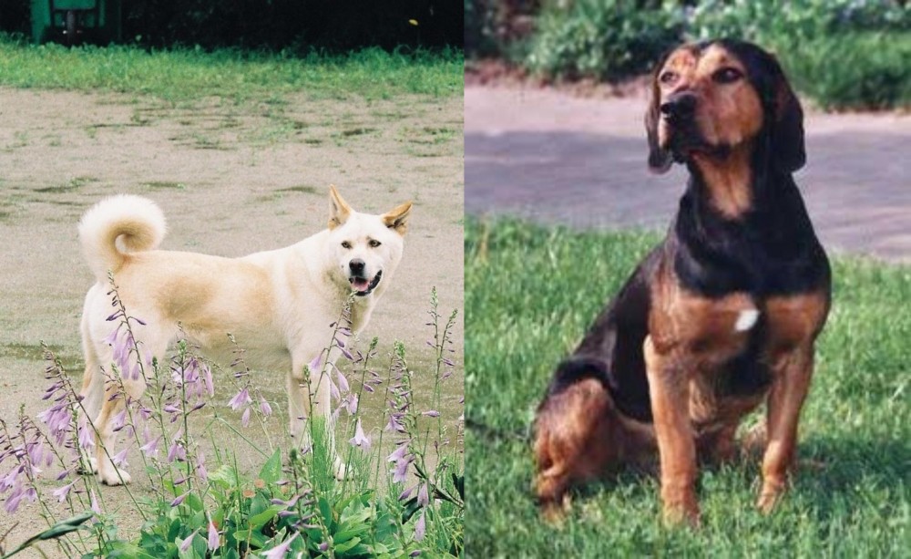 Tyrolean Hound vs Pungsan Dog - Breed Comparison