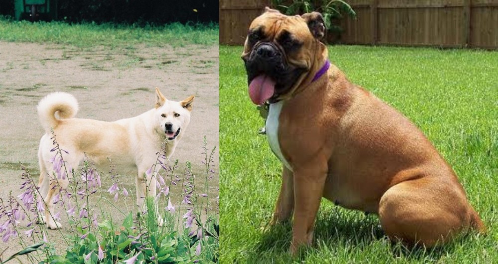 Valley Bulldog vs Pungsan Dog - Breed Comparison
