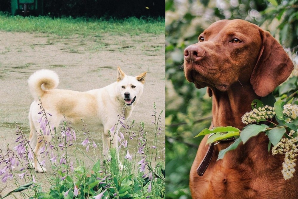 Vizsla vs Pungsan Dog - Breed Comparison
