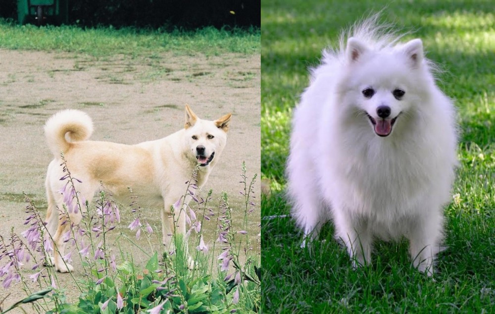 Volpino Italiano vs Pungsan Dog - Breed Comparison