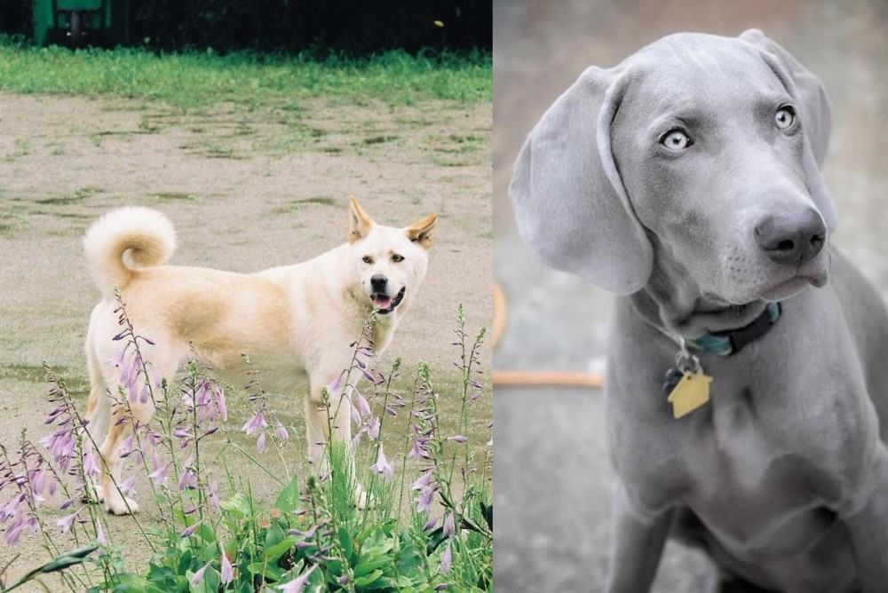 Weimaraner vs Pungsan Dog - Breed Comparison