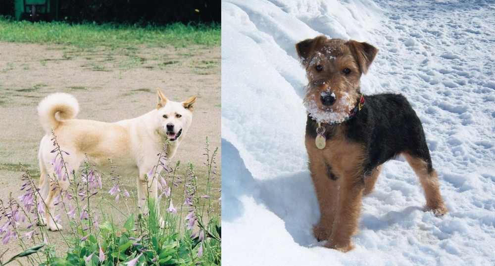 Welsh Terrier vs Pungsan Dog - Breed Comparison