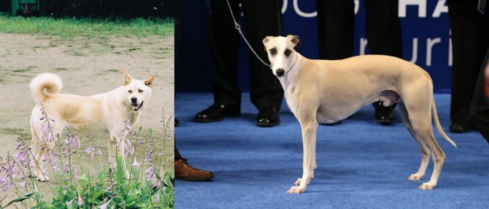 Whippet vs Pungsan Dog - Breed Comparison
