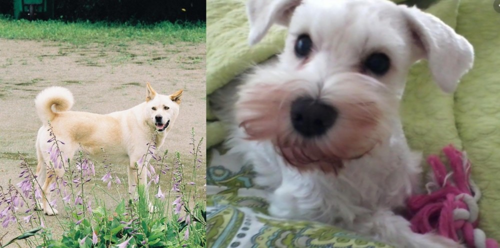 White Schnauzer vs Pungsan Dog - Breed Comparison