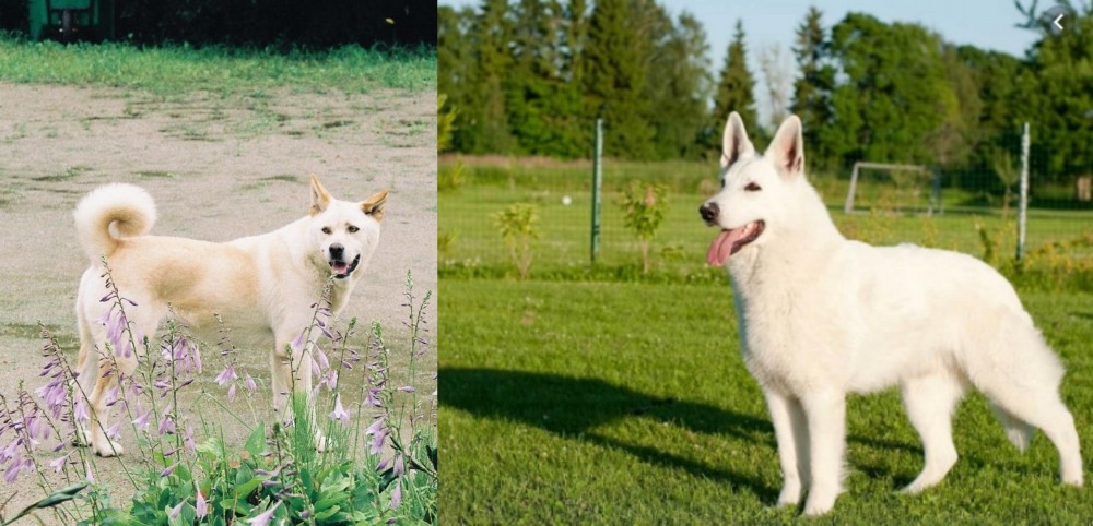 White Shepherd vs Pungsan Dog - Breed Comparison