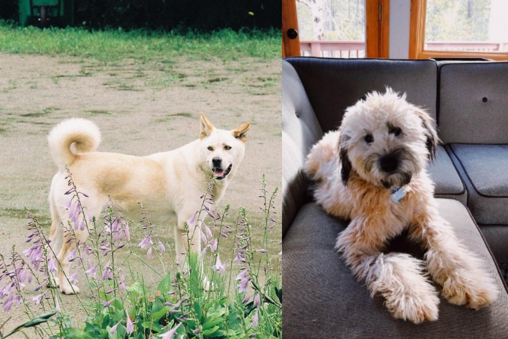 Whoodles vs Pungsan Dog - Breed Comparison