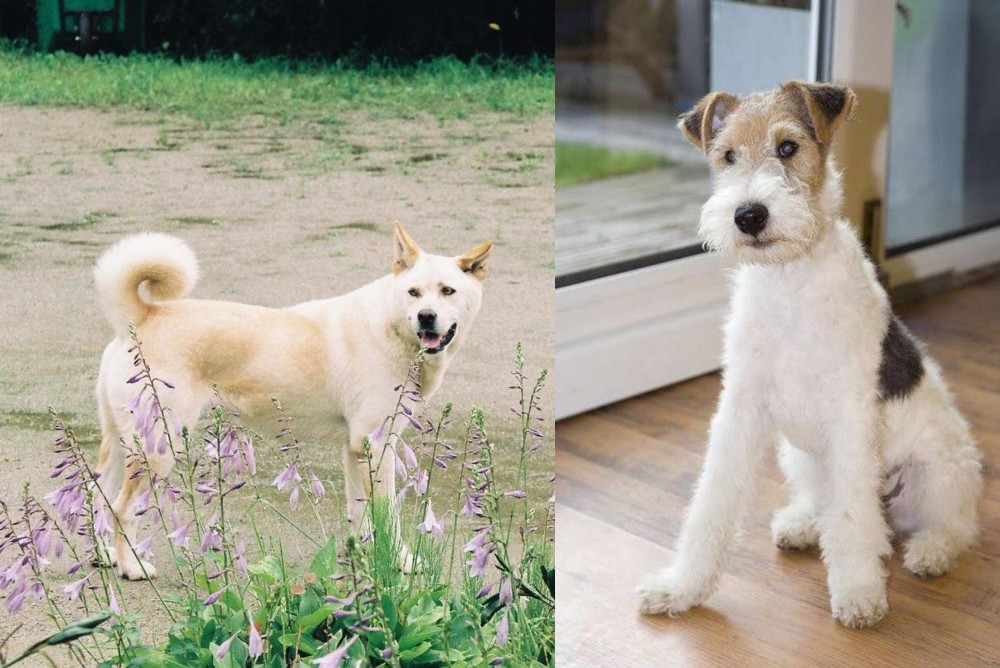 Wire Fox Terrier vs Pungsan Dog - Breed Comparison