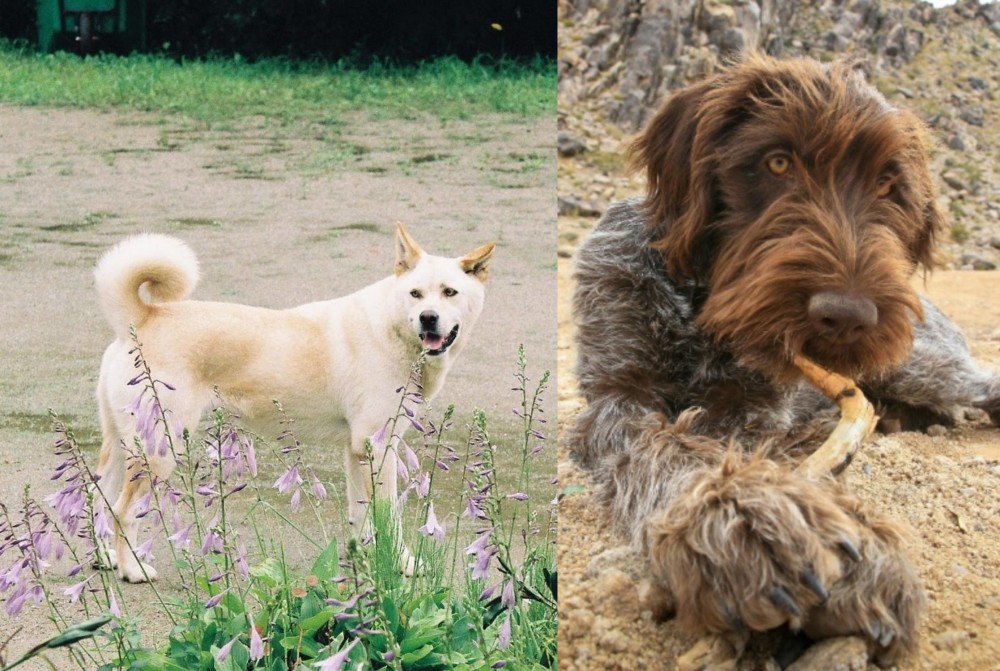 Wirehaired Pointing Griffon vs Pungsan Dog - Breed Comparison