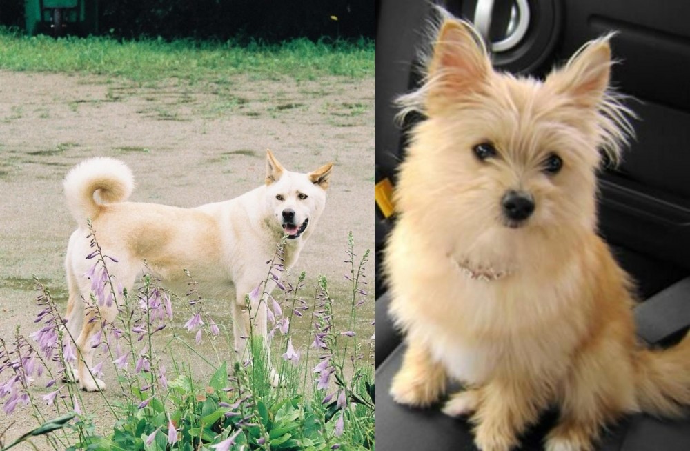Yoranian vs Pungsan Dog - Breed Comparison