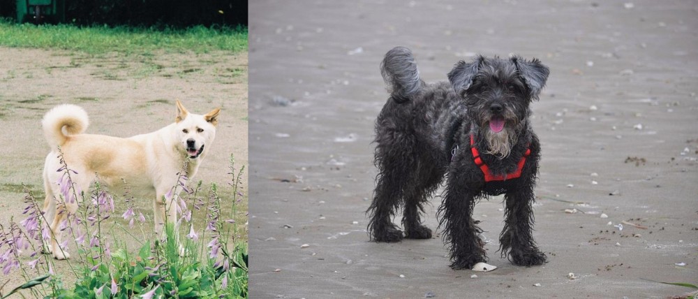 YorkiePoo vs Pungsan Dog - Breed Comparison