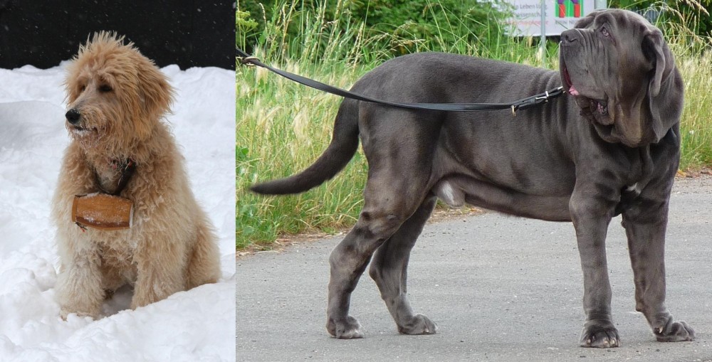 Neapolitan Mastiff vs Pyredoodle - Breed Comparison