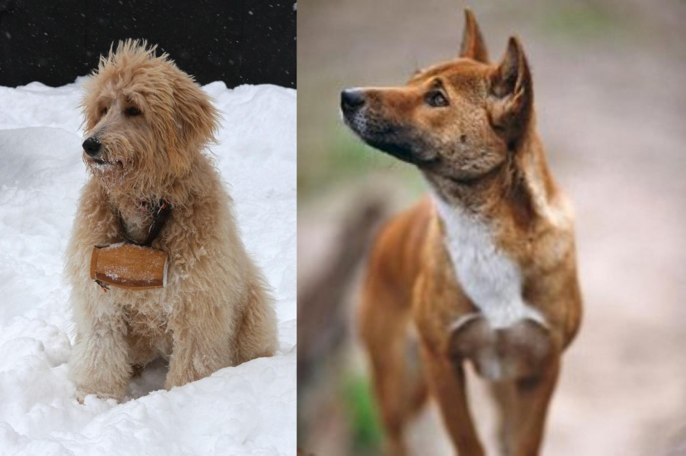 New Guinea Singing Dog vs Pyredoodle - Breed Comparison