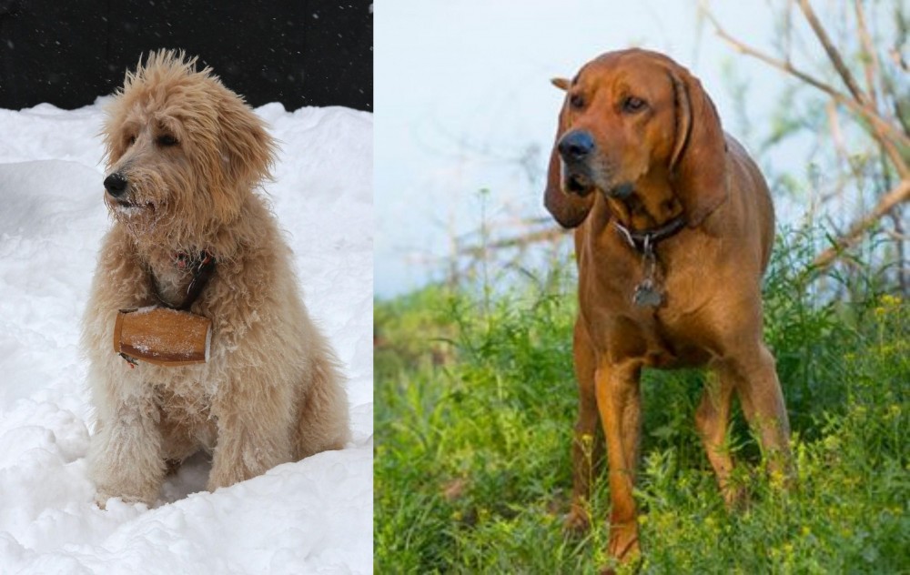 Redbone Coonhound vs Pyredoodle - Breed Comparison