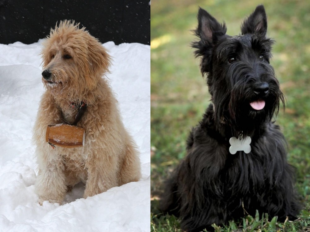 Scoland Terrier vs Pyredoodle - Breed Comparison