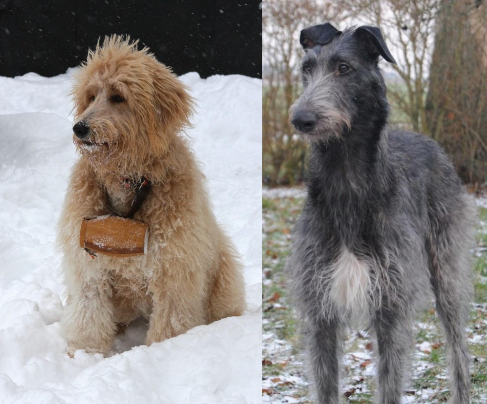 Scottish Deerhound vs Pyredoodle - Breed Comparison
