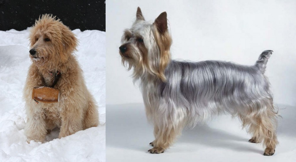 Silky Terrier vs Pyredoodle - Breed Comparison