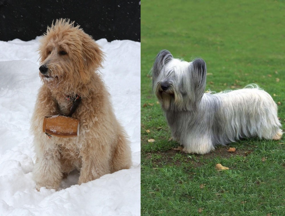 Skye Terrier vs Pyredoodle - Breed Comparison