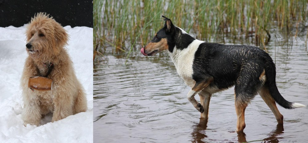Smooth Collie vs Pyredoodle - Breed Comparison