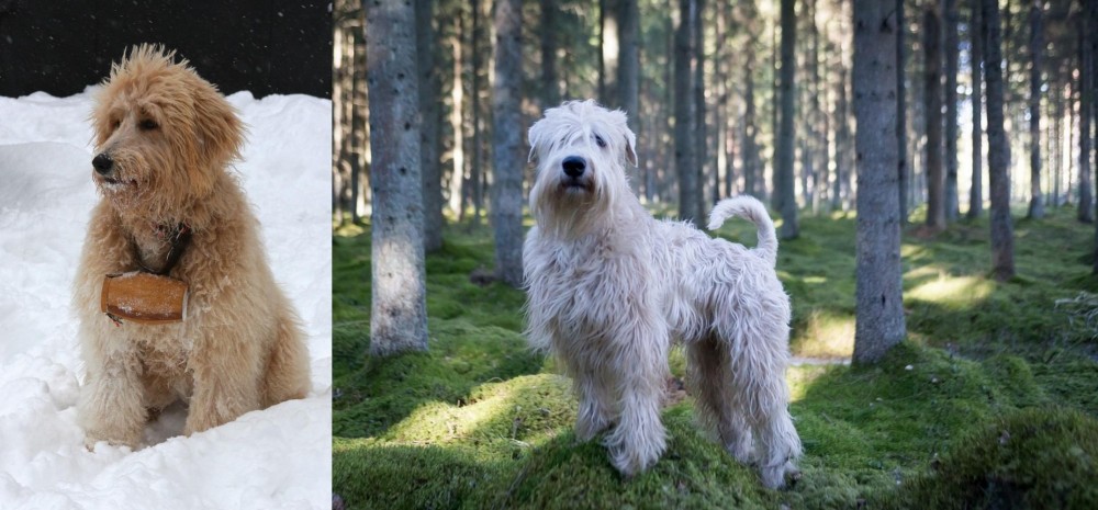 Soft-Coated Wheaten Terrier vs Pyredoodle - Breed Comparison