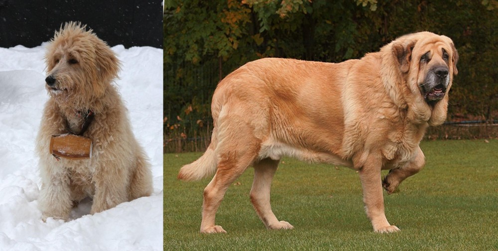 Spanish Mastiff vs Pyredoodle - Breed Comparison