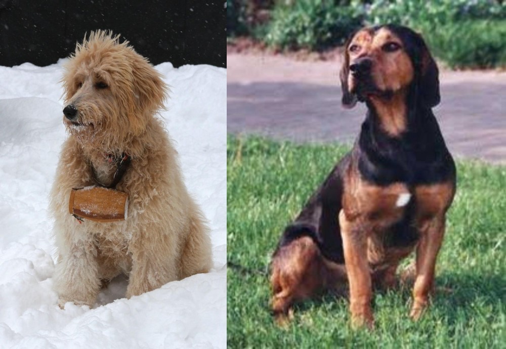 Tyrolean Hound vs Pyredoodle - Breed Comparison
