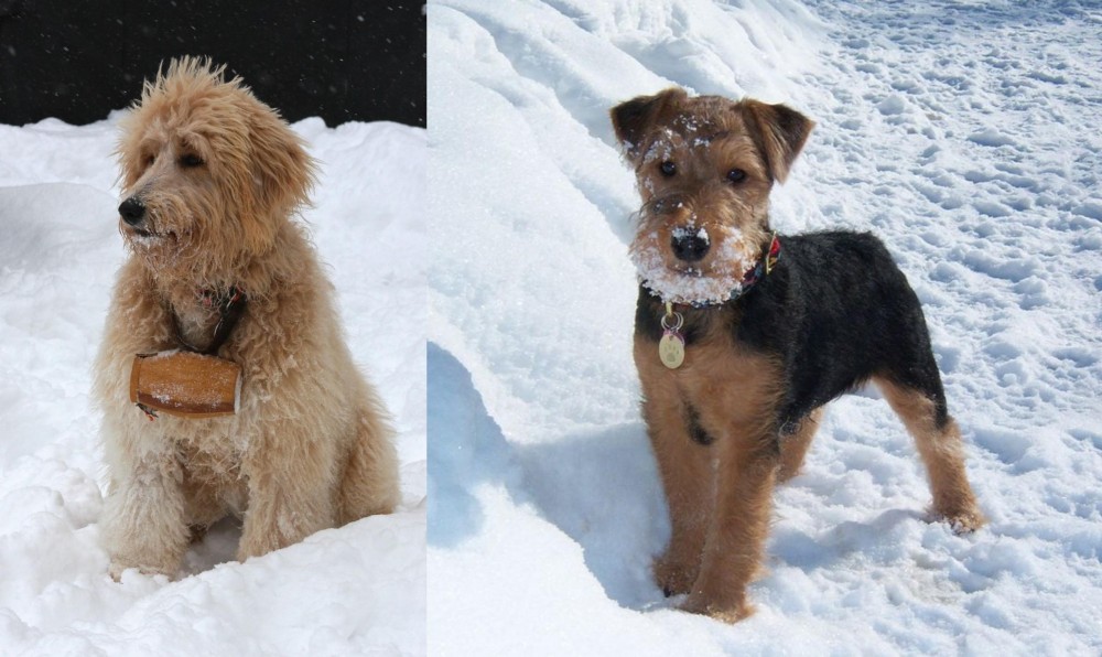 Welsh Terrier vs Pyredoodle - Breed Comparison