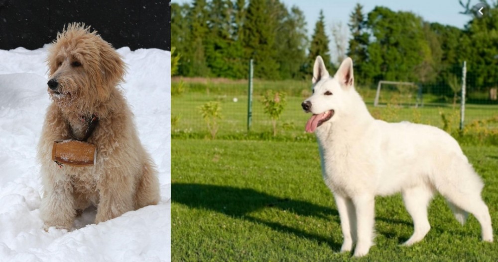 White Shepherd vs Pyredoodle - Breed Comparison